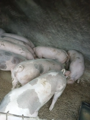 Porci de vânzare  - imagine 3