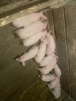 Purcei pietran cu marele alb  - imagine 3