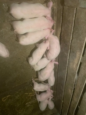 Purcei pietran cu marele alb  - imagine 2