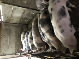 Porci da vanzare - imagine 2