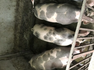 Porci da vanzare - imagine 4