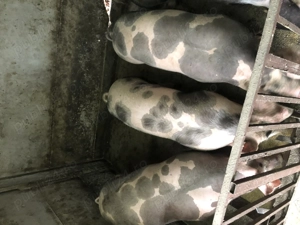 Porci da vanzare - imagine 3