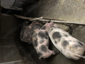 Porci da vanzare - imagine 5