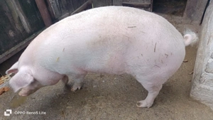 Porc de vânzare 