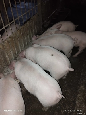 Vand purcei - imagine 3