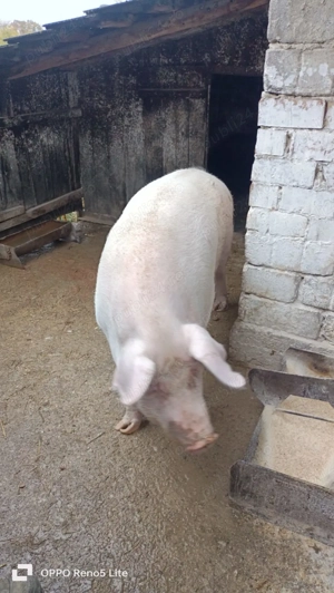 Porc de vânzare  - imagine 2