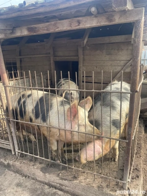 Vand porci - imagine 2