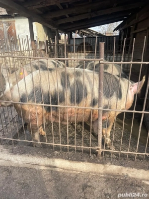 Vand porci - imagine 3