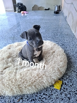 Amstaff Terrier - imagine 5