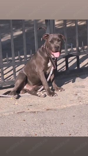 Amstaff Terrier - imagine 4