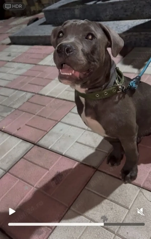 Amstaff Terrier - imagine 2