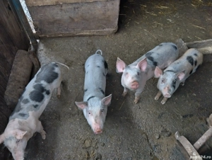 Purcei de vânzare  - imagine 2