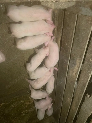 Purcei pietran cu marele alb  - imagine 4