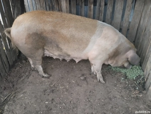 Scroafa de vânzare în satul Rași! 280 kg.
