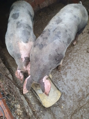 Porc rasa Pietrain - imagine 2