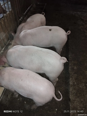 Vand purcei - imagine 2