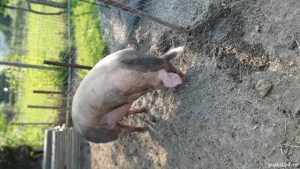 porci 120 160  - imagine 5
