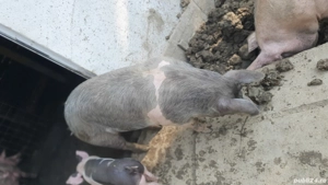 porci 120 160  - imagine 2