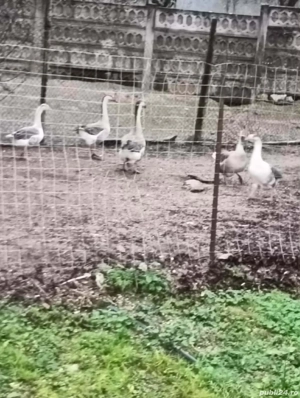 gascani de anul asta - imagine 2