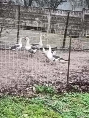 gascani de anul asta