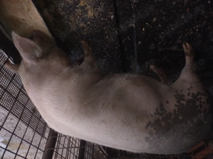 Vand  porci 15 lei kg . - imagine 2