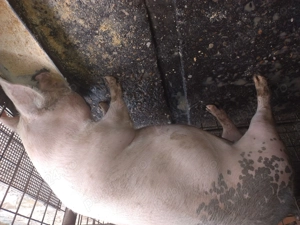 Vand  porci 15 lei kg . - imagine 3