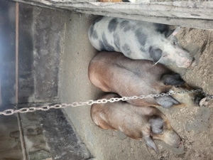 Vând porci rasa duroc - imagine 3