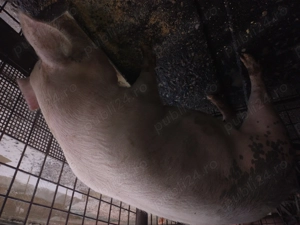 Vand  porci 15 lei kg . - imagine 5