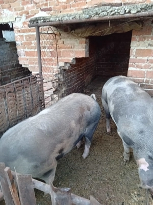 Vand porc  - imagine 2