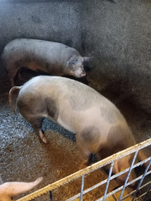 Porc de vânzare  - imagine 3