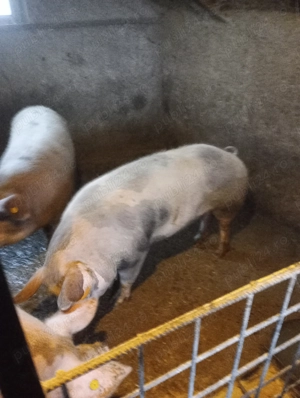 Porc de vânzare  - imagine 2