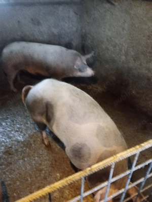 Porc de vânzare  - imagine 4