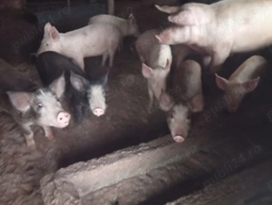 Vând purcei de 4 luni. Zona Lugojului