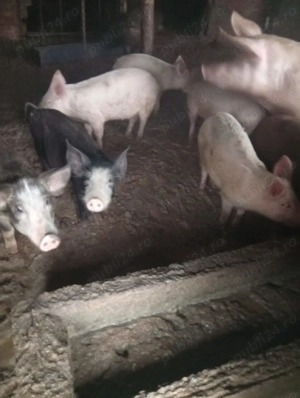 Vând purcei de 4 luni. Zona Lugojului - imagine 2