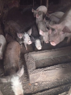 Vând purcei de 4 luni. Zona Lugojului - imagine 3