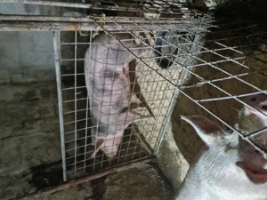 disponibila purcica rasa durok.crescuta natural. - imagine 4