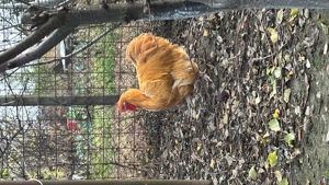 Orpington galben 2024 iunie  - imagine 2