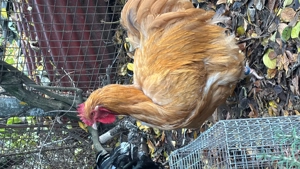 Orpington galben 2024 iunie 