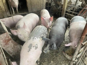 De vânzare porci de carne 80-110 kg 