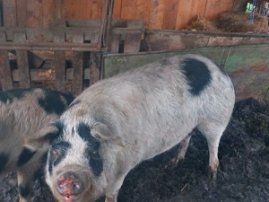 Porci de vânzare  - imagine 2