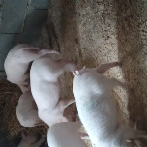 Purcei de vanzare  - imagine 2