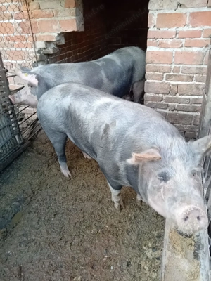 Vand porc crescut natural