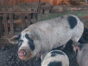 Porci de vânzare  - imagine 3