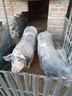 Vand porc crescut natural - imagine 2