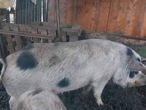 Porci de vânzare  - imagine 1