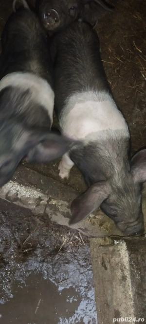 de vânzare  - imagine 3