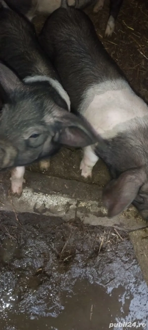 de vânzare  - imagine 4