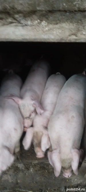 de vânzare  - imagine 2