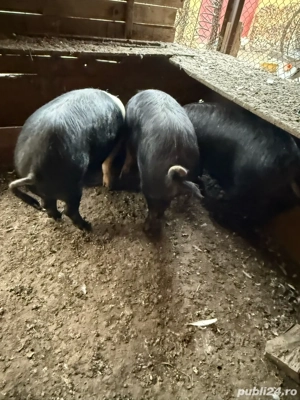 Vand porci pt sacrificat - imagine 5