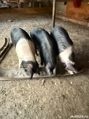 Vand porci pt sacrificat - imagine 4